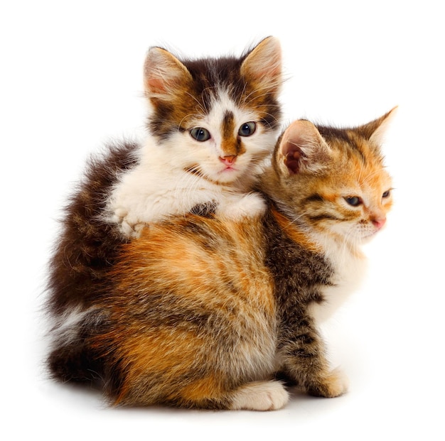 Two small kittens isolated