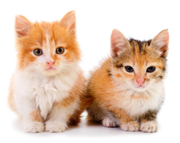 Two small kittens isolated