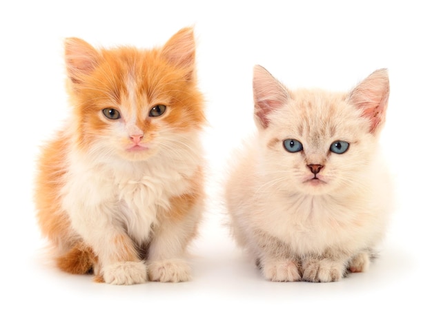 Two small kittens isolated