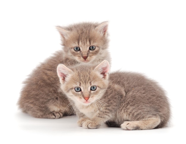 Two small kittens isolated