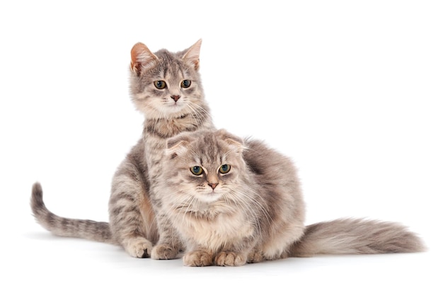 孤立した2匹の小さな子猫