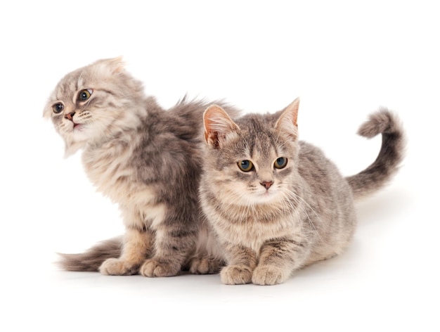 2匹の小さな子猫が孤立している