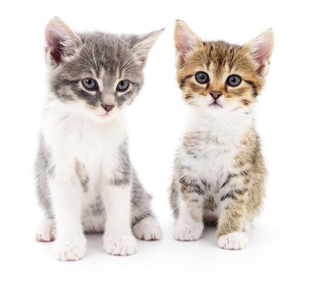 Two small kittens on a white background.