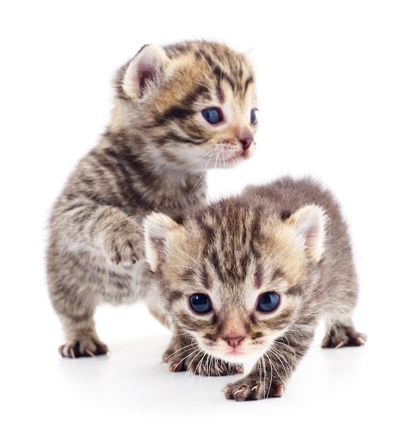 白い背景の上の2匹の小さな子猫。