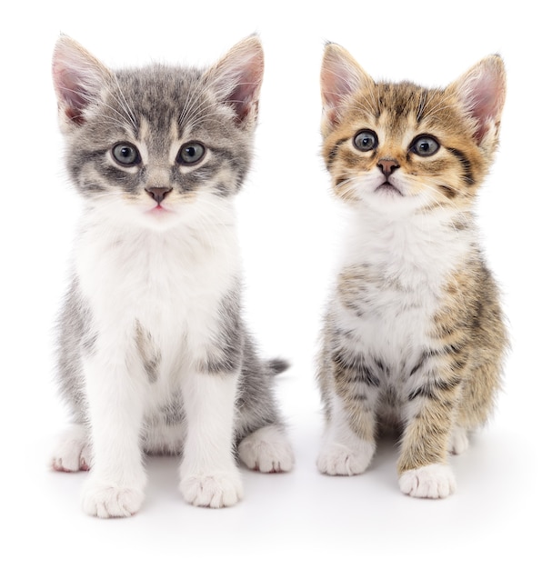 Two small kittens on a white