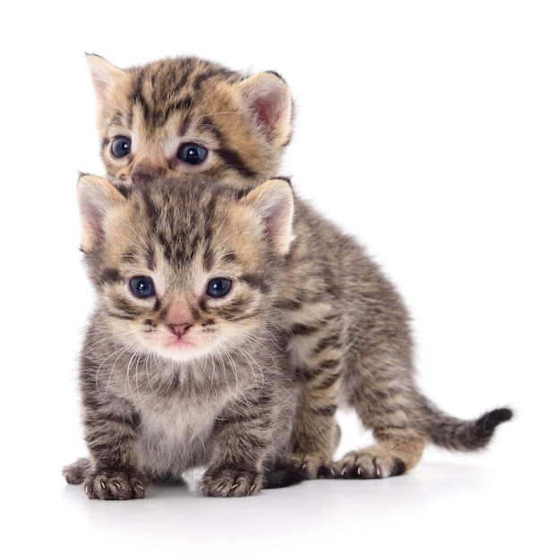 Two small kittens