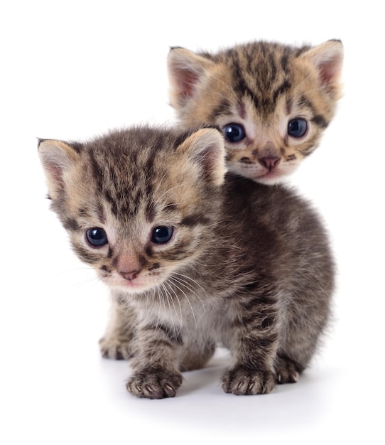 Two small kittens