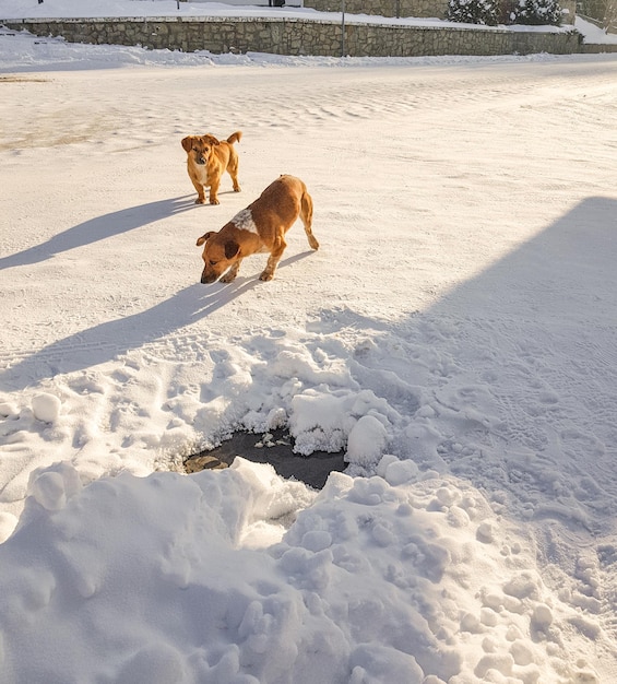 Two small mongrel dogs are running on the street in the snow a place for text at the bottom