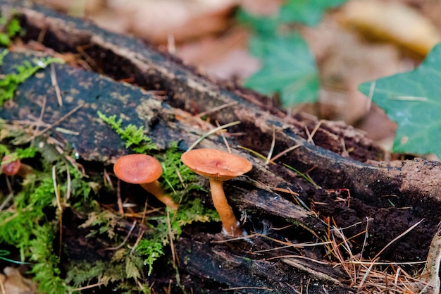 Photo two small mushrooms are on a log in the woods.