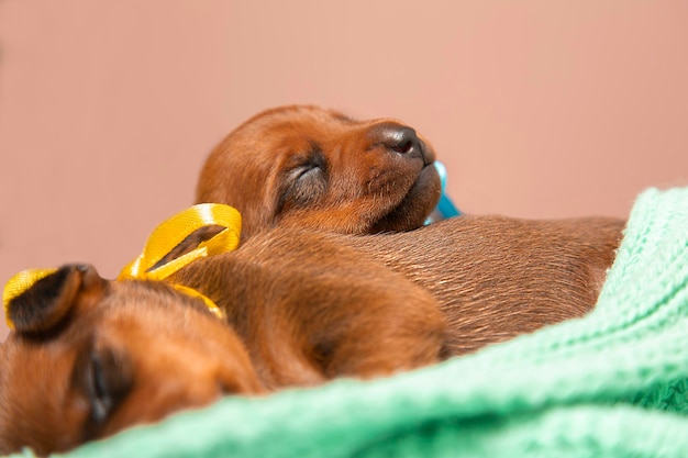 写真 生まれたての小さな子犬 2 匹が暖かいニットの毛布の上に横たわっています。