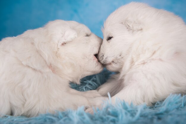 Photo two small one month old cute white samoyed puppies dogs