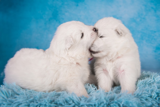 Photo two small one month old cute white samoyed puppies dogs.