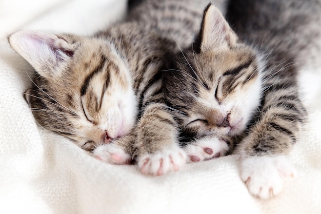 Two small striped domestic kittens sleeping at home lying on bed white blanket funny pose cute adorable pets cats