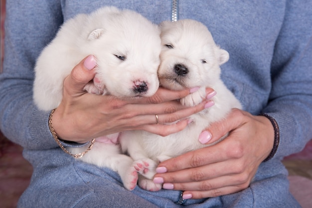 Two small two weeks age white Samoyed puppies on hands