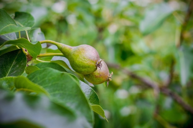 Two small unripe pears on a branch. Green unripe fruits on green background