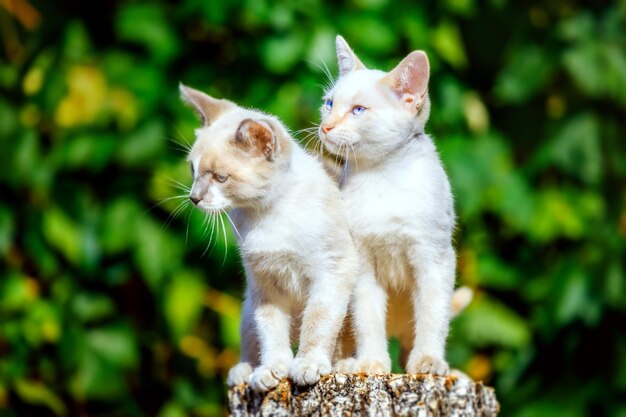 Due piccoli gattini bianchi si siedono su un ceppo di legno in una soleggiata giornata estiva ritratto di gattini del villaggio animali domestici carini