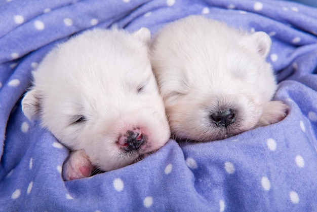 Two small white Samoyed puppies dogs two weeks age