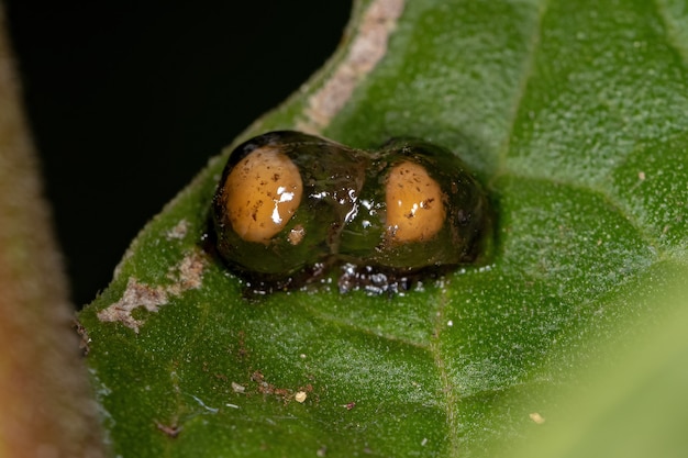 Two small yellow eggs on a leaf