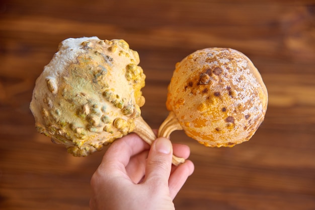 Two small yellow rotten pumpkins in fingers on blurred wooden scene