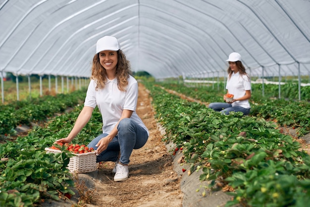 Two smiling women are harvesting strawberries