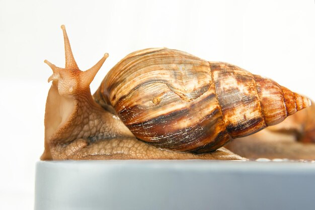 Two Snails Achatina giant isolated