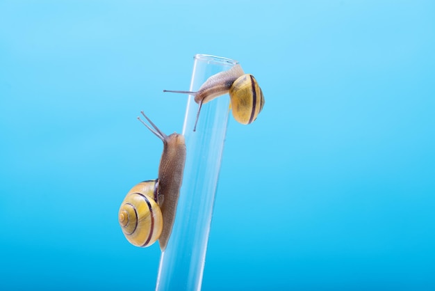 파란색 배경에 있는 화학 시험관에 달팽이 두 마리와 텍스트 공간이 있는 달팽이 점액 달팽이 점액은 과학자들의 달팽이 점액 연구에 사용됩니다.