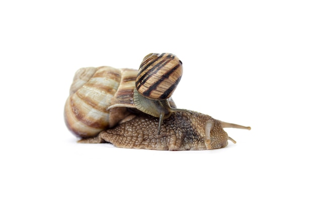 Two snails crawl on a white background closeupselective focus