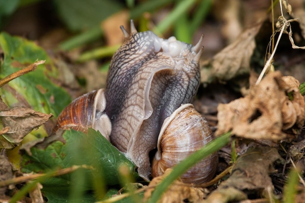 Two snails kiss