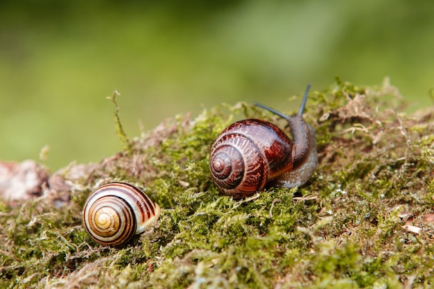 自然環境の苔で古い切り株の表面に2つのカタツムリ。リンゴマイマイ。