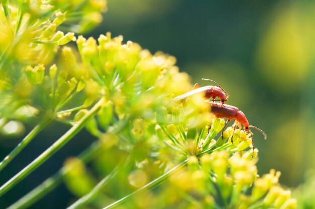 Photo two soldier beetles on yellow dill flowers