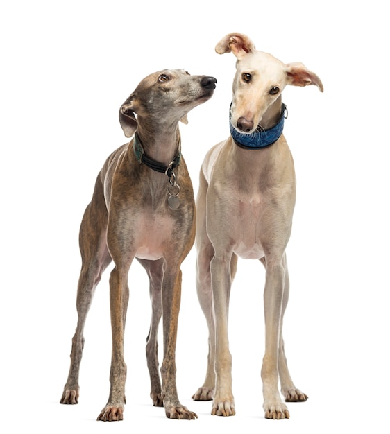 Two Spanish Galgo standing, isolated on white