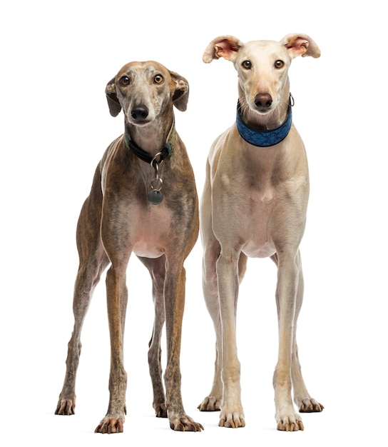 Two Spanish Galgo standing, isolated on white