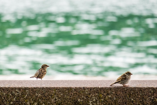 Photo two sparrows on fence against sea