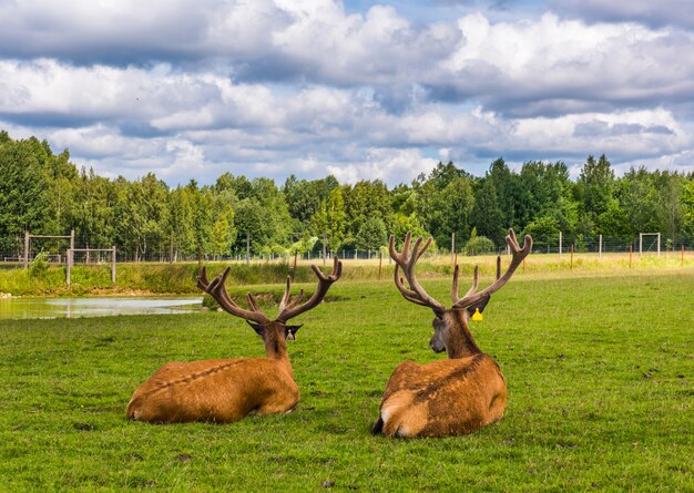 Two Speckled deers are lying on grass