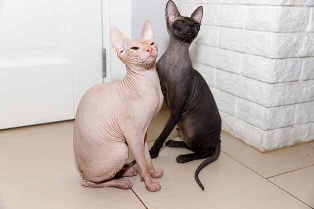 Two sphinx cats sitting at home on the floor