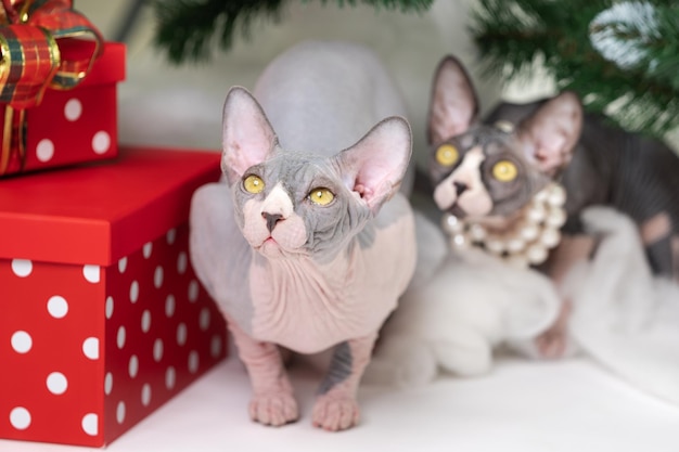 Two Sphynx Cats sitting near Christmas tree with holiday red polka dot gift boxes under it