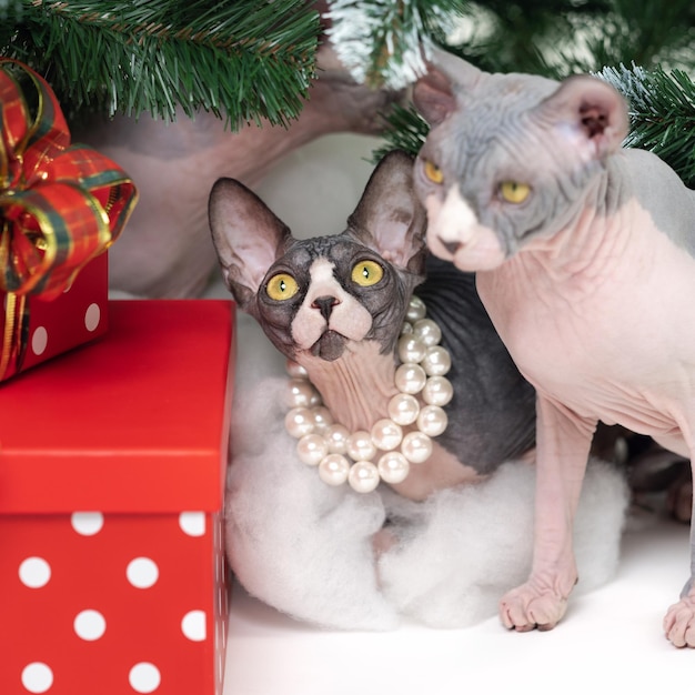 Two Sphynx Cats sitting near Christmas tree with holiday red polka dot gift boxes under it