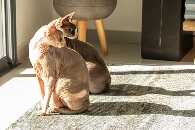 Two Sphynx cats with green eyes sits on a grey floor near the window