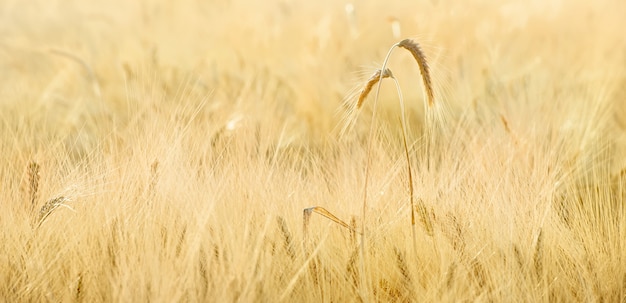 Two spikes of wheat growing in a field, selective focus