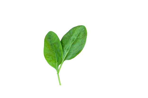 two spinach leaves isolated on white background