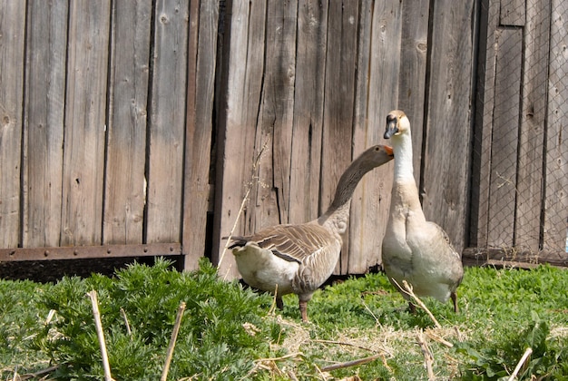 Two spotted geese are walking in the village