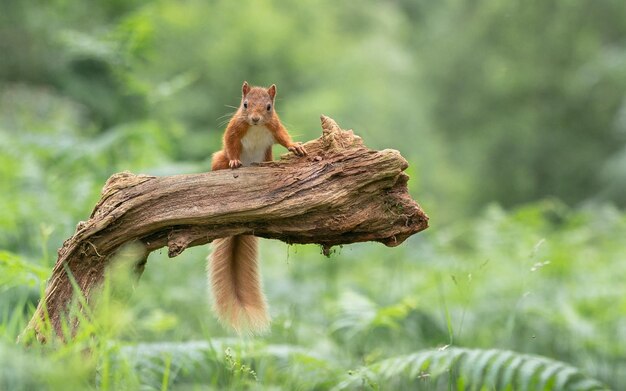 two squirrels on a tree branch with a log in the background