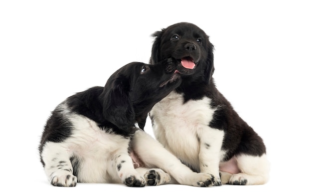 Two Stabyhoun puppies cuddling together isolated on white