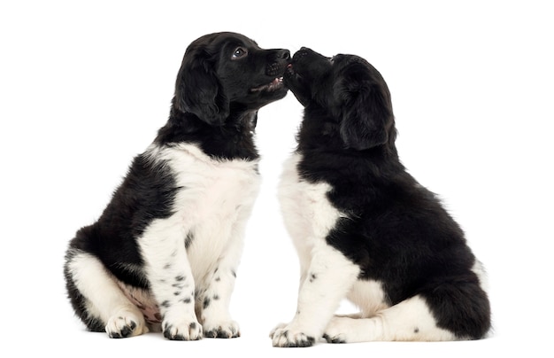 Two Stabyhoun puppies cuddling together isolated on white