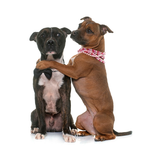 two staffordshire bull terrier