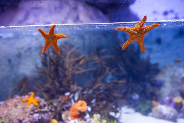 Two starfish floating in a tank