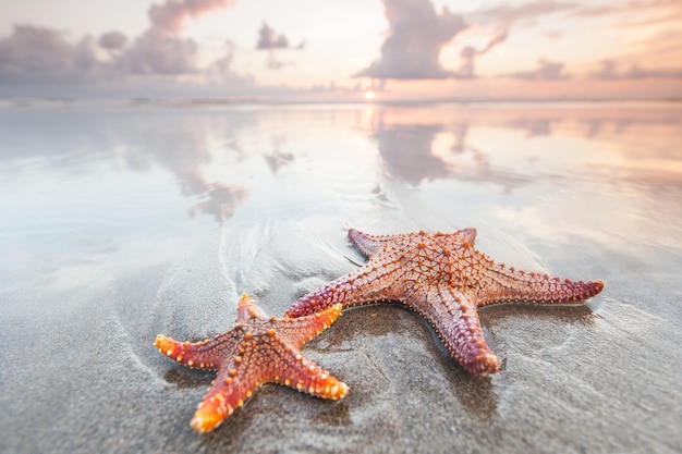 Two starfish in surf on summer beach at sunset