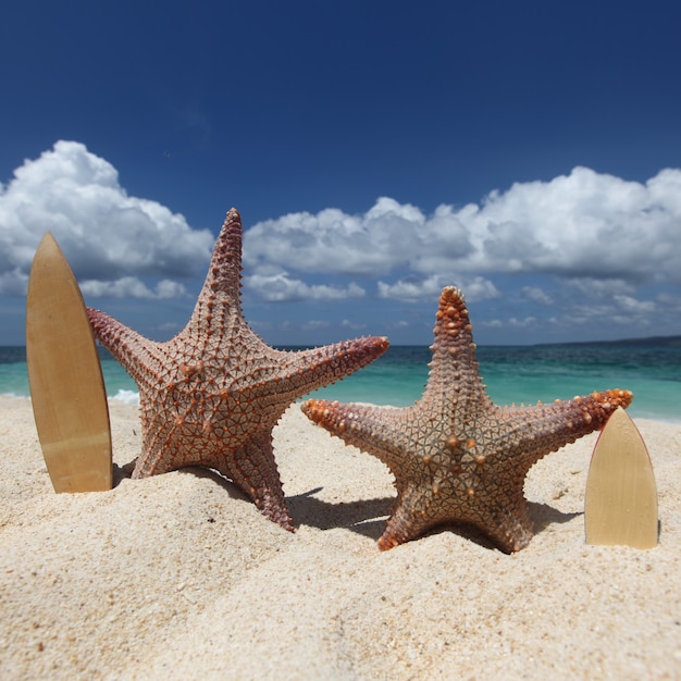 Photo two starfish surfers on sand of tropical beach at philippines