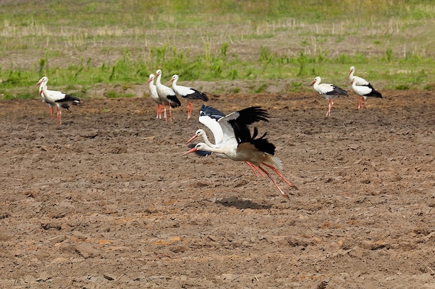 群れからの2つのコウノトリが、耕された畑の上を飛んでいきます。