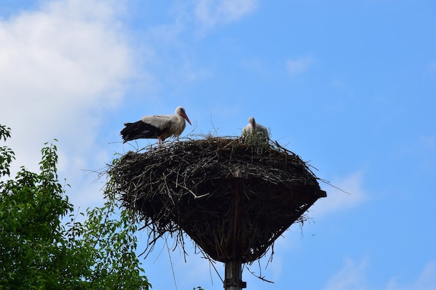 2匹のコウノトリが青い空を背景に柱に大きな枝の巣を作りました